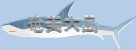 amami