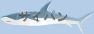 saipan